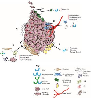 Targeting NR4A Nuclear Receptors to Control Stromal Cell Inflammation, Metabolism, Angiogenesis, and Tumorigenesis